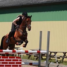 Anden særlig race Gavnbogaardens Felix