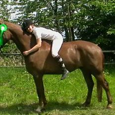 Dansk Varmblod Nørringsholms Play Red