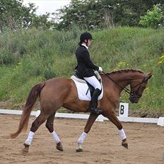 Dansk Varmblod Nørringsholms Play Red