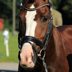 Welsh Pony af Cob-type (sec C) Rhoswen Gideon B-pony