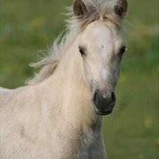 Welsh Partbred (Sec F) Magnificent Mila