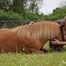 Anden særlig race |Beauty