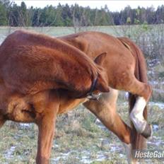 Anden særlig race Aros »Stjernen!