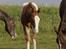 Appaloosa Hellmoose Conclusion