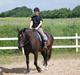 Oldenborg Hercules