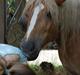Haflinger Ginni af Kastanjegård