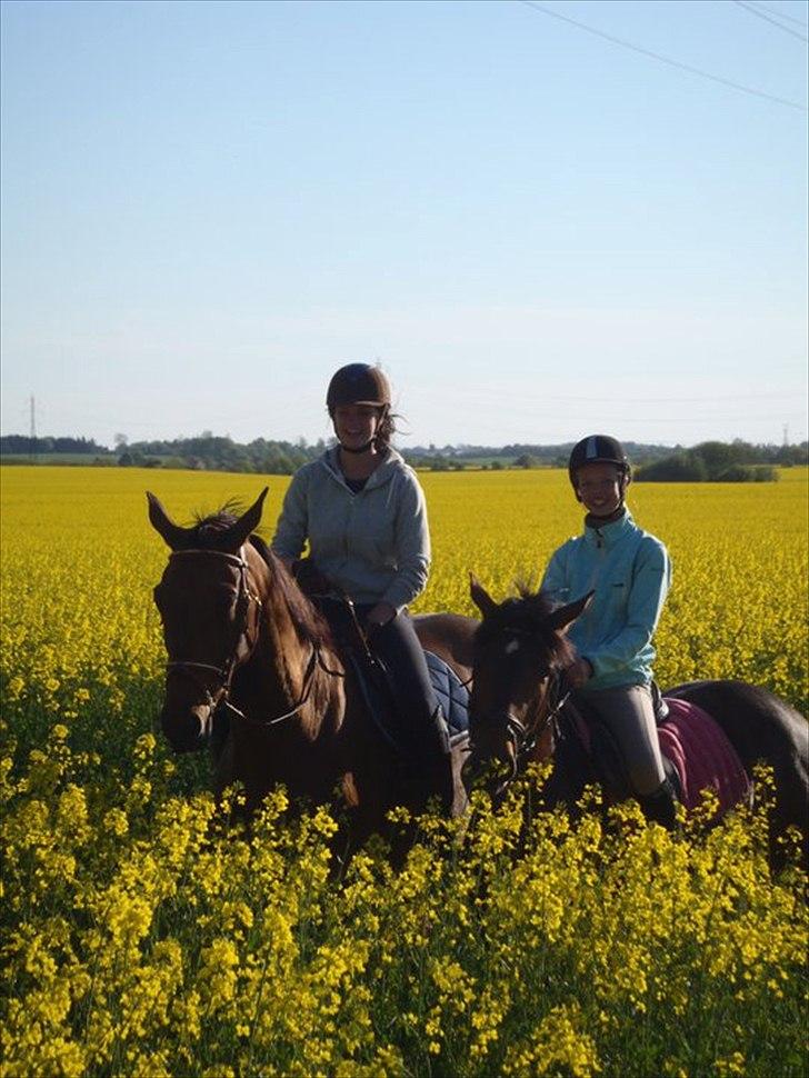 Holstener Vinson - Os til venstre.  billede 2