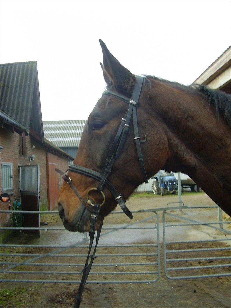 Holstener Vinson - I vinters.  billede 4