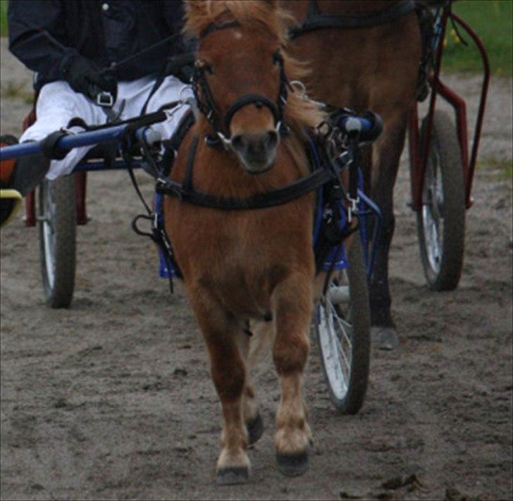 Shetlænder Seppo - Til en af dine første travløb. - du var så seej<3 billede 10