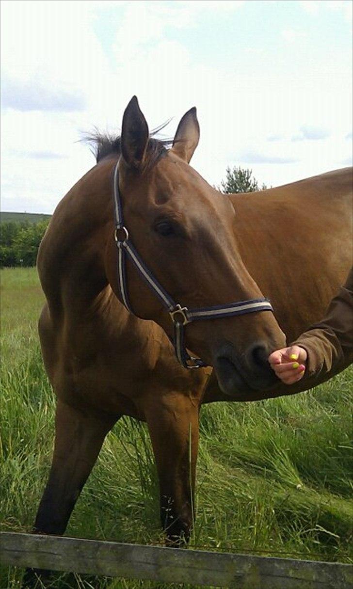 Holstener Vinson billede 7