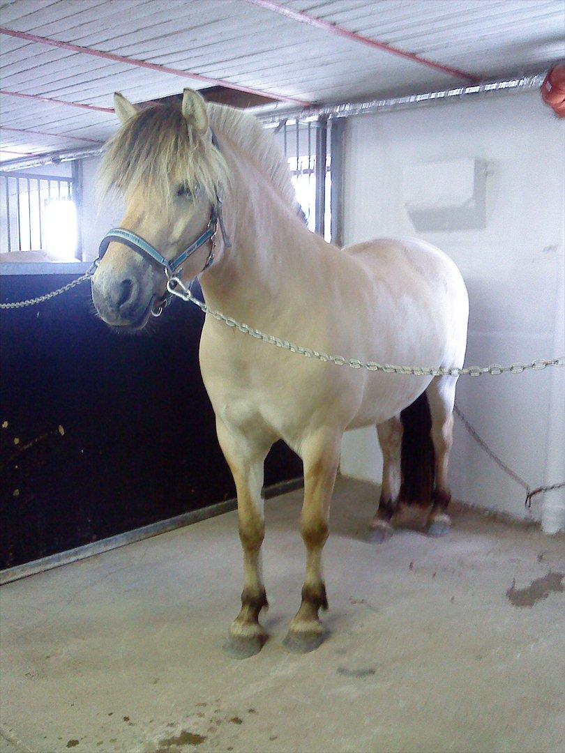 Fjordhest Højgaards Heisa (solgt) - I stalden billede 2