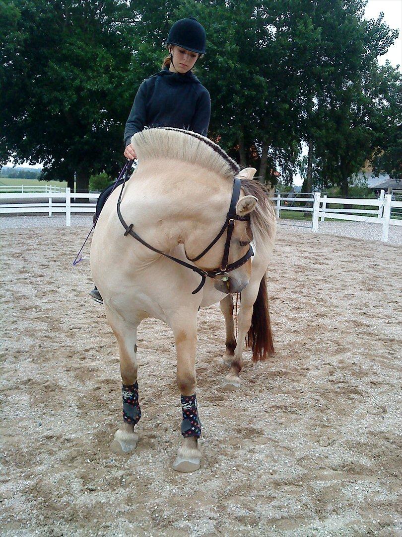 Fjordhest Højgaards Heisa (solgt) - Line og Heisa. 4/7-11 billede 3