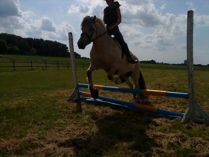 Fjordhest Højgaards Heisa (solgt) - Første gang på springbanen. Her over 50cm første gang og første forsøg. 11. gang hun bliver redet. 10/7-11 billede 7