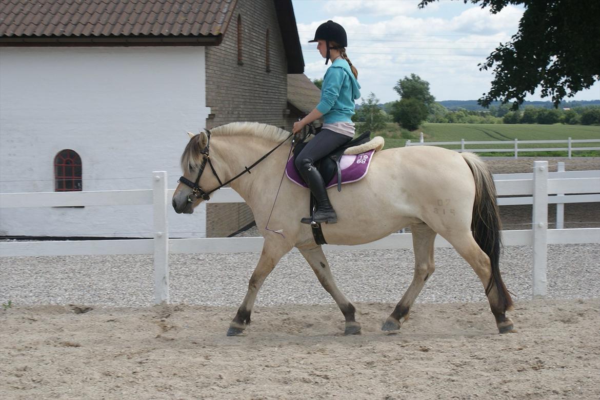 Fjordhest Højgaards Heisa (solgt) - Første gang i trav på Heisa uden snor. 2. gang på rykken af hende. D. 27/6-11 billede 6