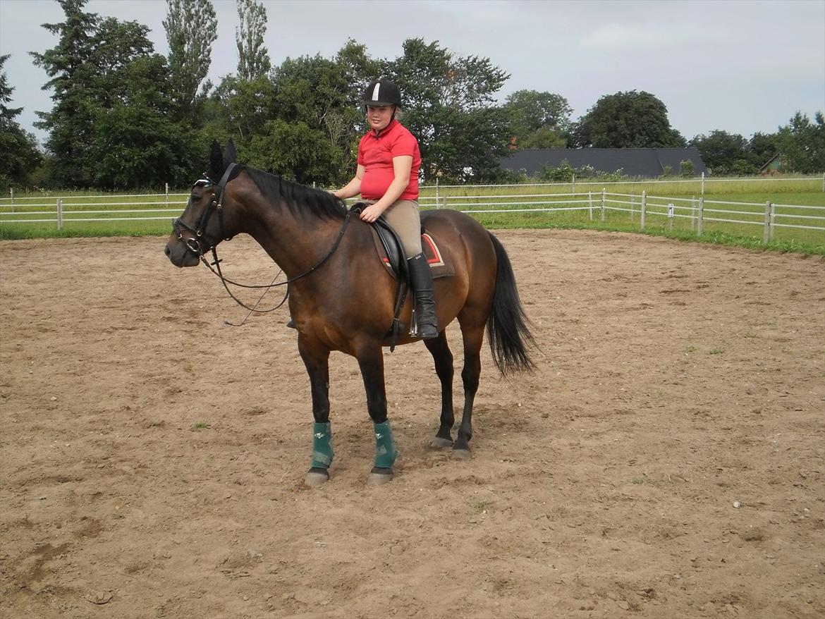 Oldenborg Rammstein solgt - min lille hest billede 5