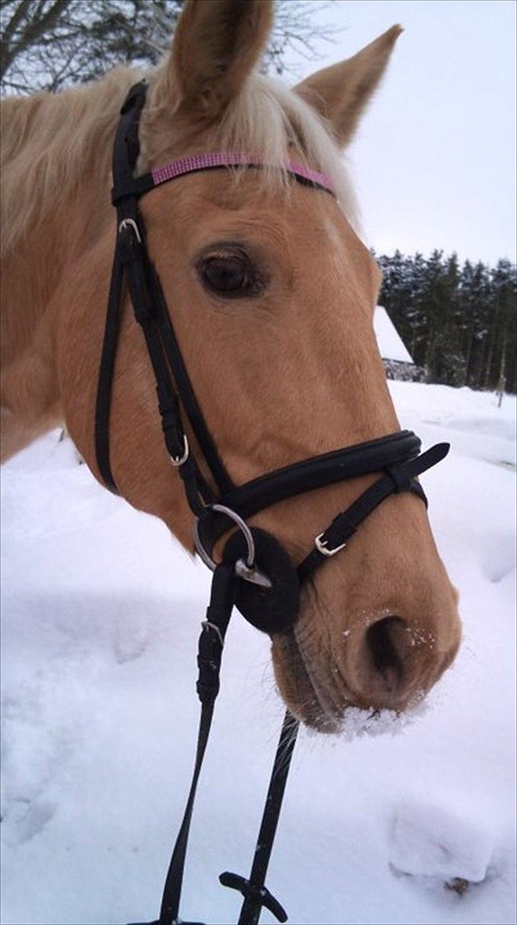 Palomino Cibelle  - vinter 2011♥♥ billede 20
