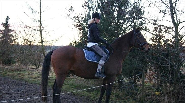 Dansk Varmblod Ran Frydenlund billede 14