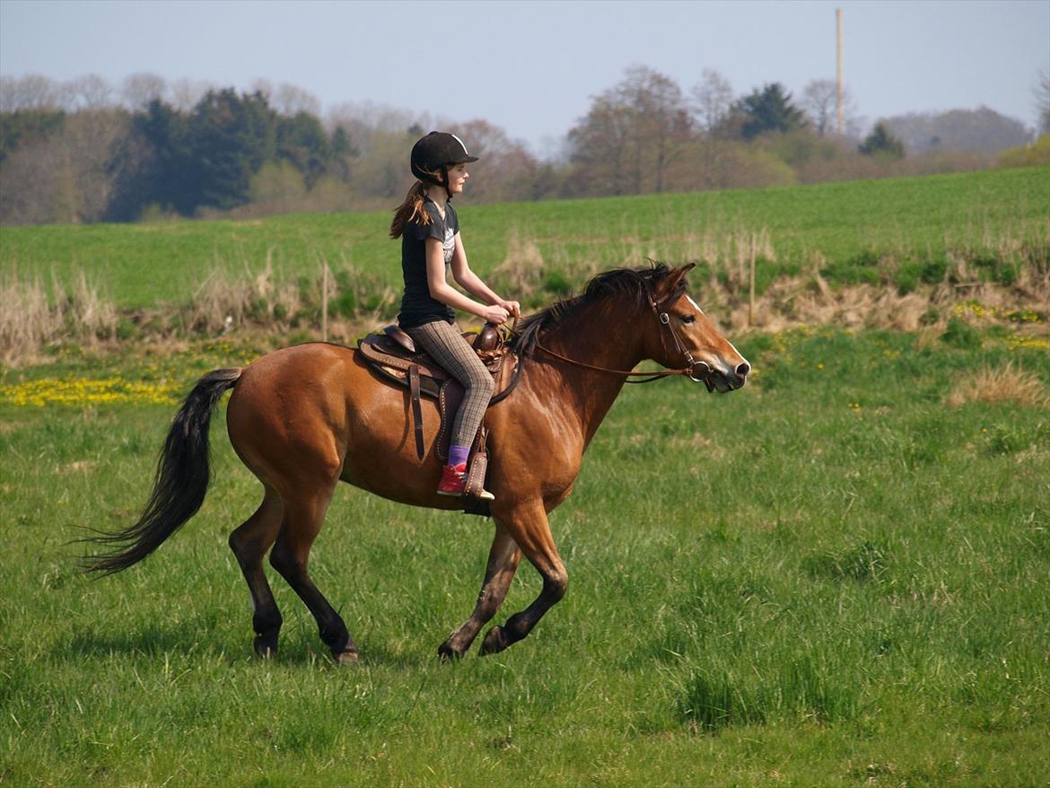 Anden særlig race Juncker. - gaaaaaaaaaalop. :D 
foto: Laura! billede 8