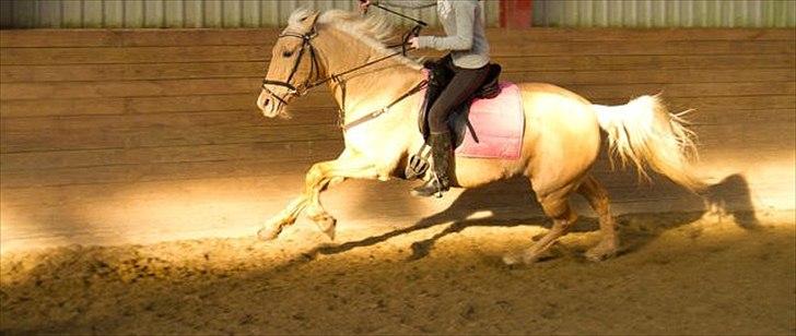 Palomino Cibelle  - ringridning til fastelavn 2011♥♥ billede 4