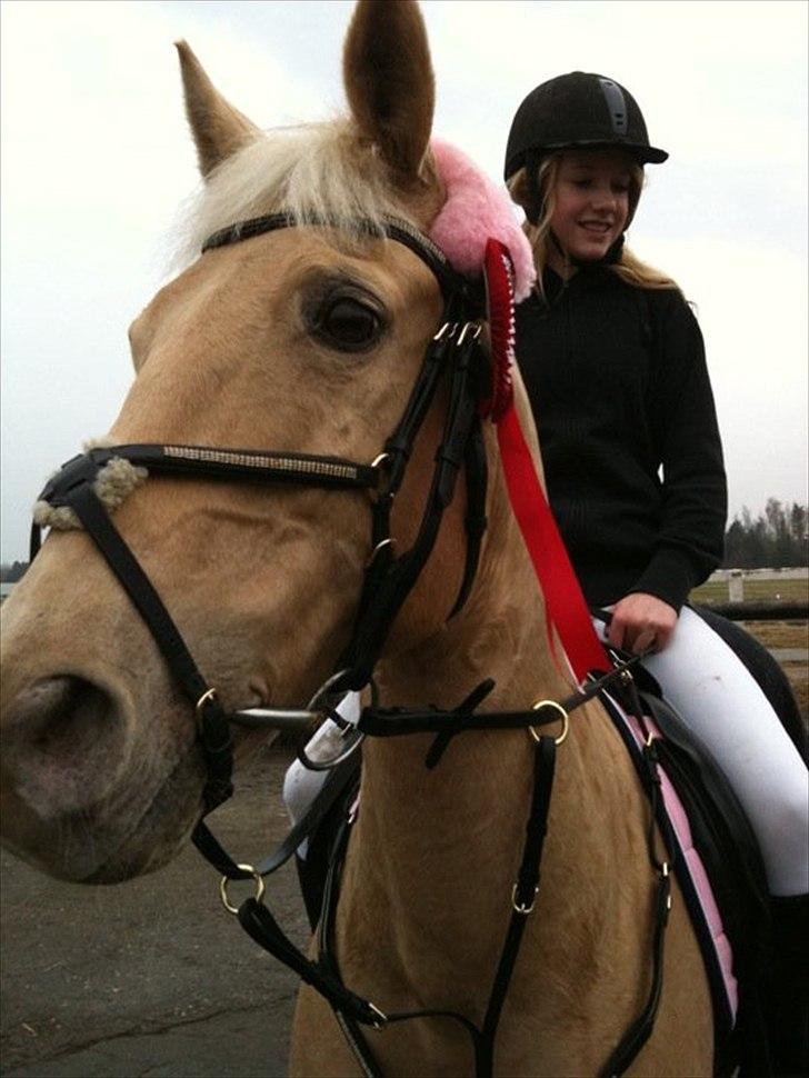 Palomino Cibelle  - førstepræmie til vores første springstævne♥♥
d. 3april 2011
( synd bidet er for stort..)-: ) billede 5