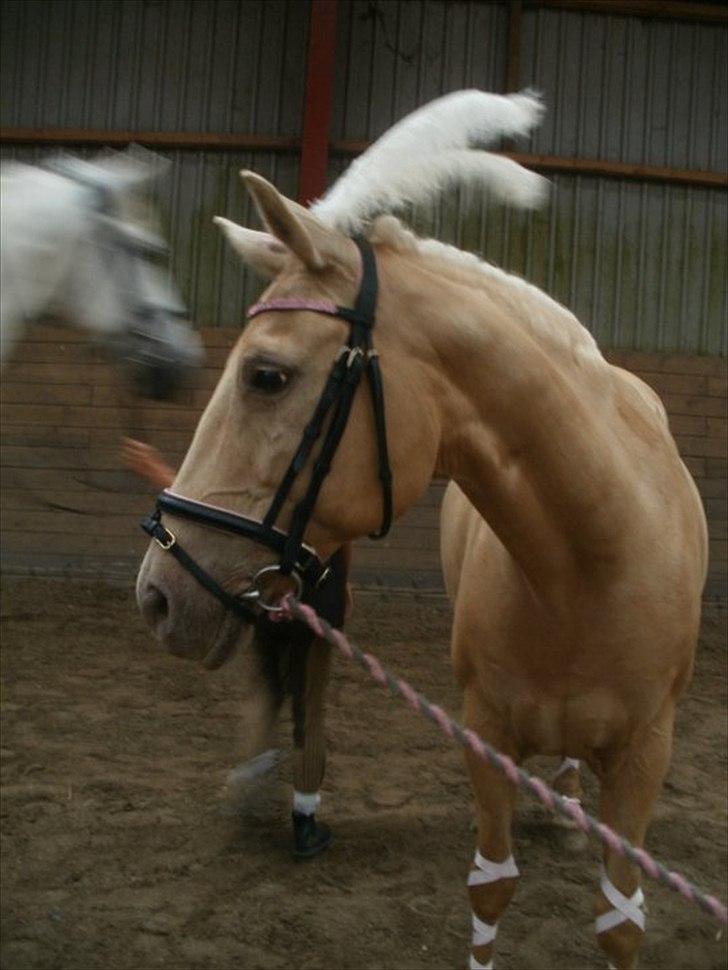 Palomino Cibelle  - ridelejr 2011, skønhedskonkurrence♥♥ billede 7