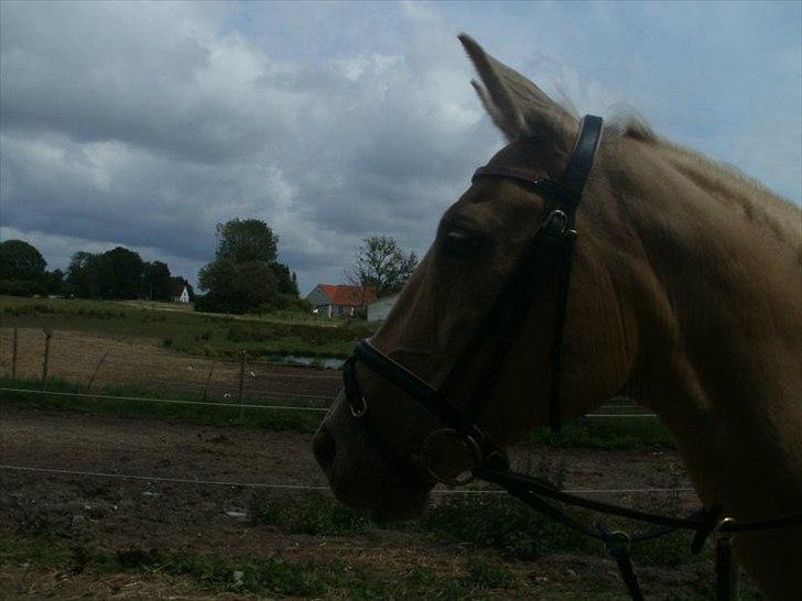 Palomino Cibelle  - smukke♥♥ billede 12