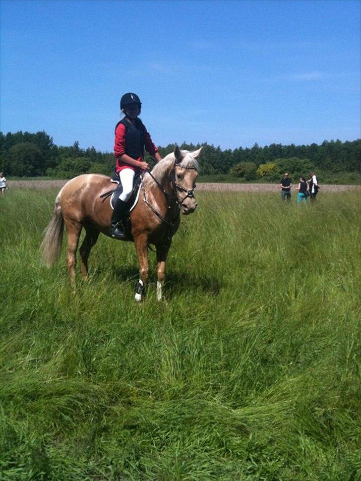 Palomino Cibelle  - forårs jagt 2011♥♥ billede 13
