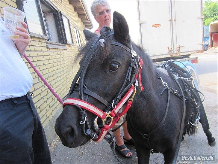 Shetlænder Tulle billede 3