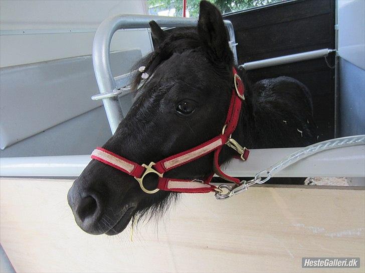 Shetlænder Tulle - sat i trailer lige efter et dejligt bad :D billede 4