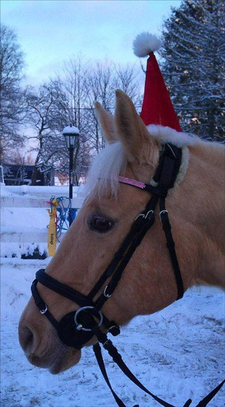 Palomino Cibelle  - julehygge♥♥ billede 19