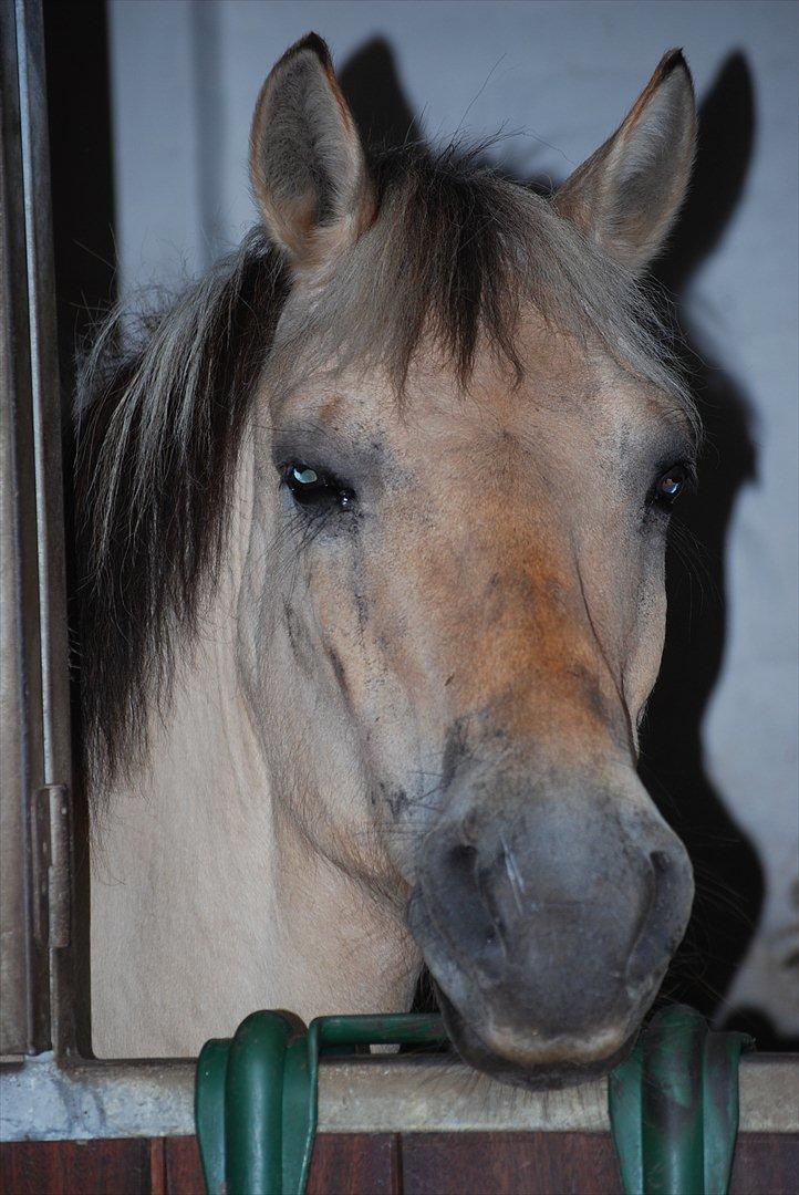 Fjordhest Raca | tidl. part | •R.I.P.• altid elsket - Raca inde i sin boks, så fin han dog er! :-)
//Foto: Linnea billede 6