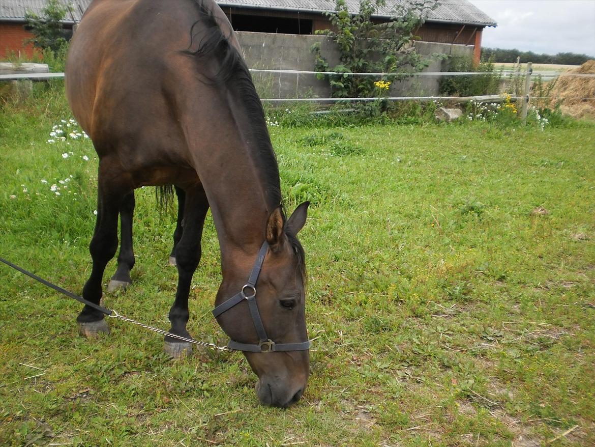 Oldenborg Rammstein solgt - me little star billede 18