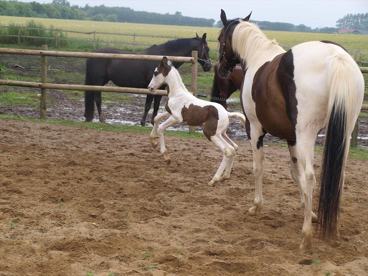 Pinto Kjærsgaards Blooming Zehra billede 1