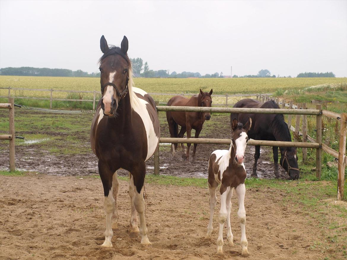 Pinto Kjærsgaards Blooming Zehra billede 2