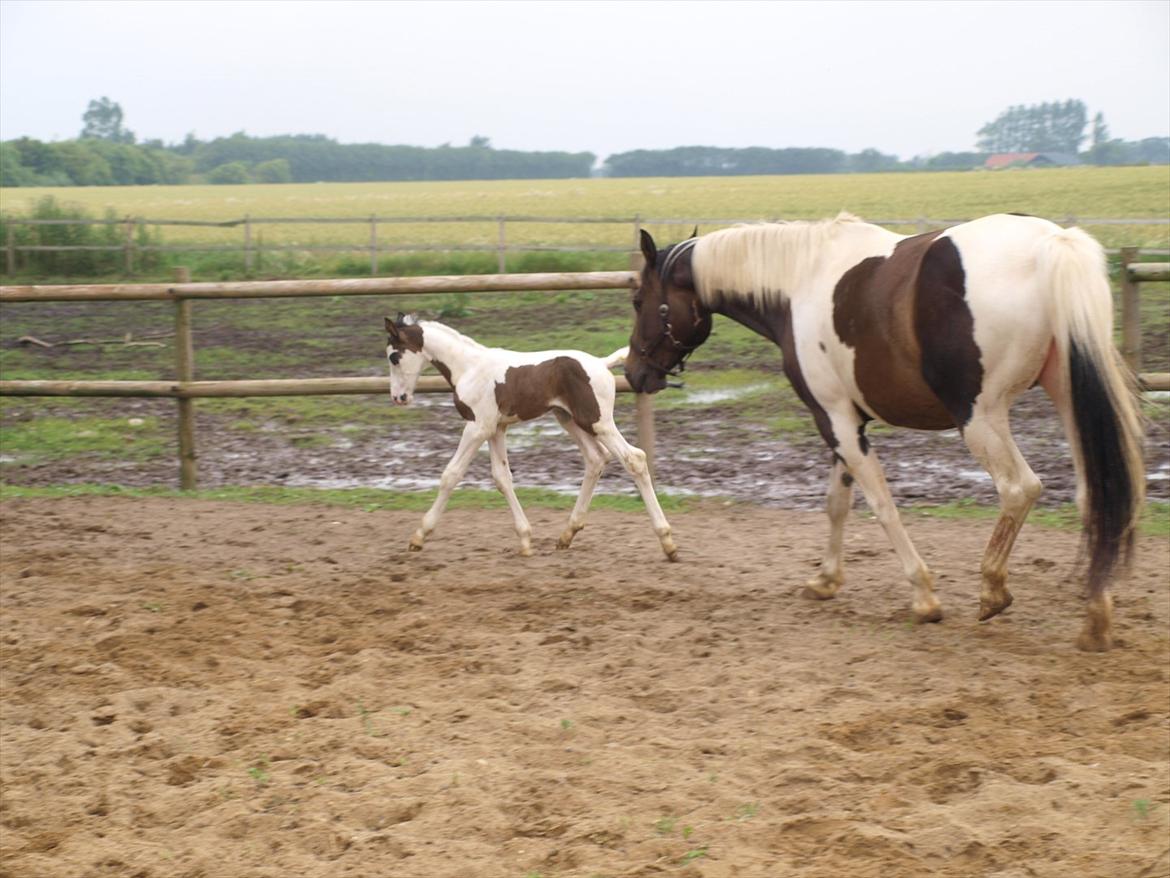 Pinto Kjærsgaards Blooming Zehra billede 3