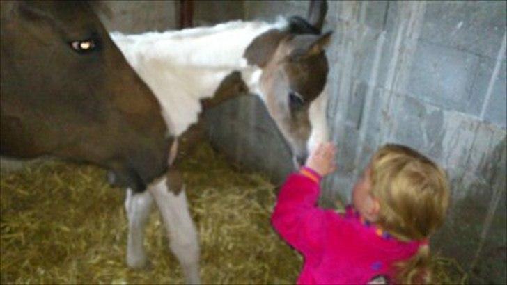 Pinto Kjærsgaards Blooming Zehra billede 5