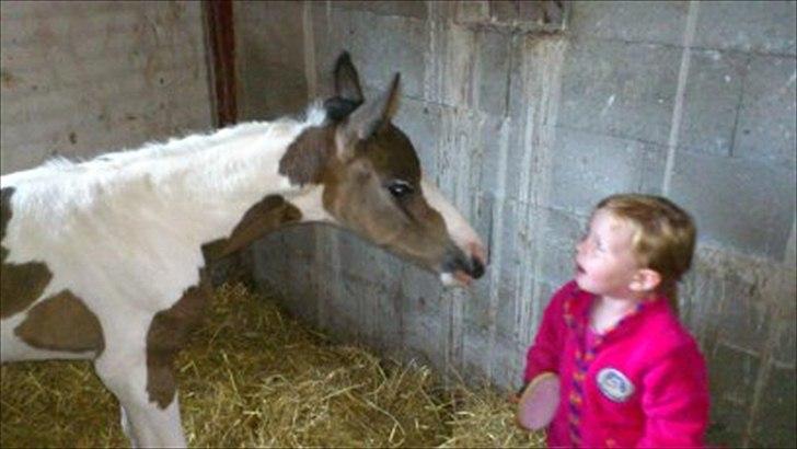 Pinto Kjærsgaards Blooming Zehra billede 6