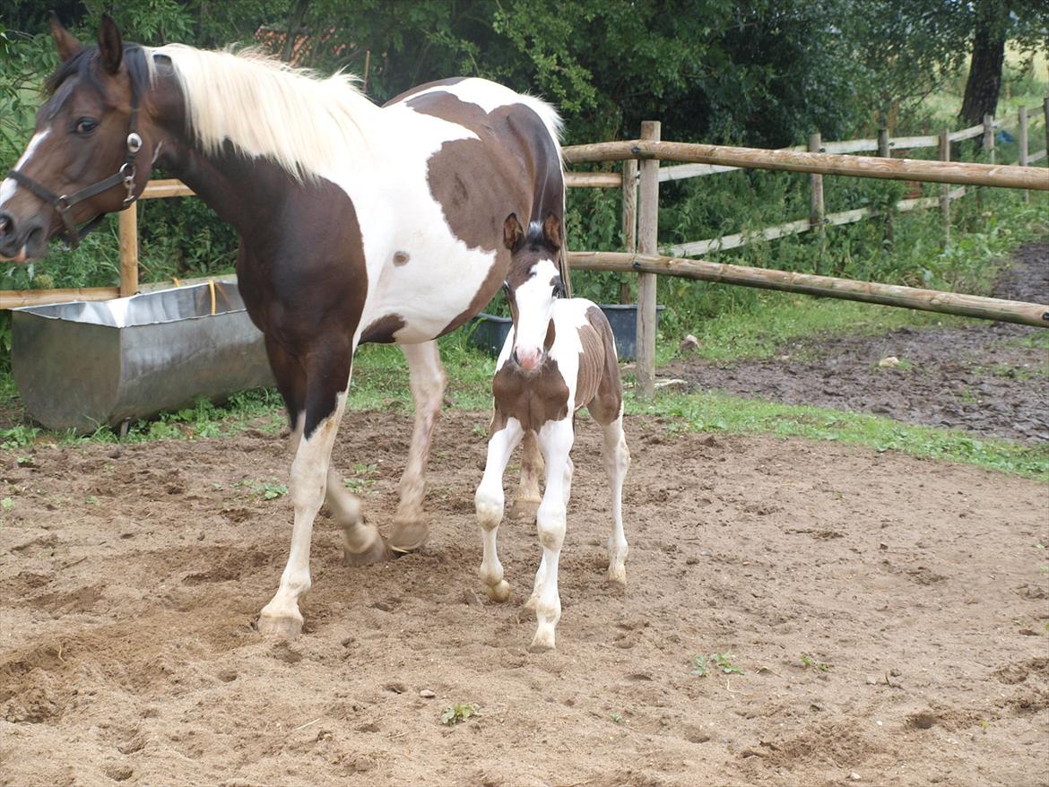 Pinto Kjærsgaards Blooming Zehra billede 7