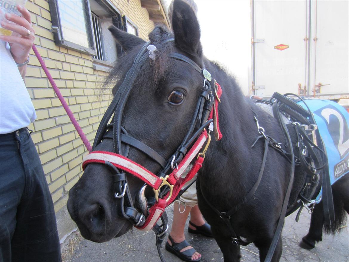 Shetlænder Tulle billede 6