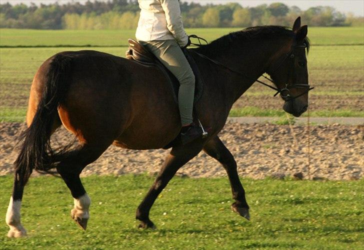 Oldenborg SUNI HEDEVANG - da jeg prøvede hende sommeren 2010:* billede 8