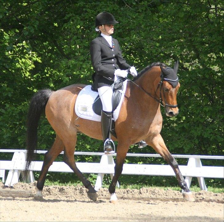 Welsh Partbred (Sec F) Marieton's Sanssousi - Opvarmning Broholm. <3 Foto:Sille Engermann billede 16