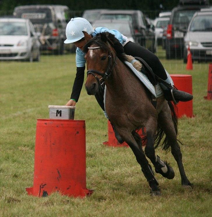 Welsh Mountain (sec A) Dina - DM individuelle 2010 <3
 billede 12