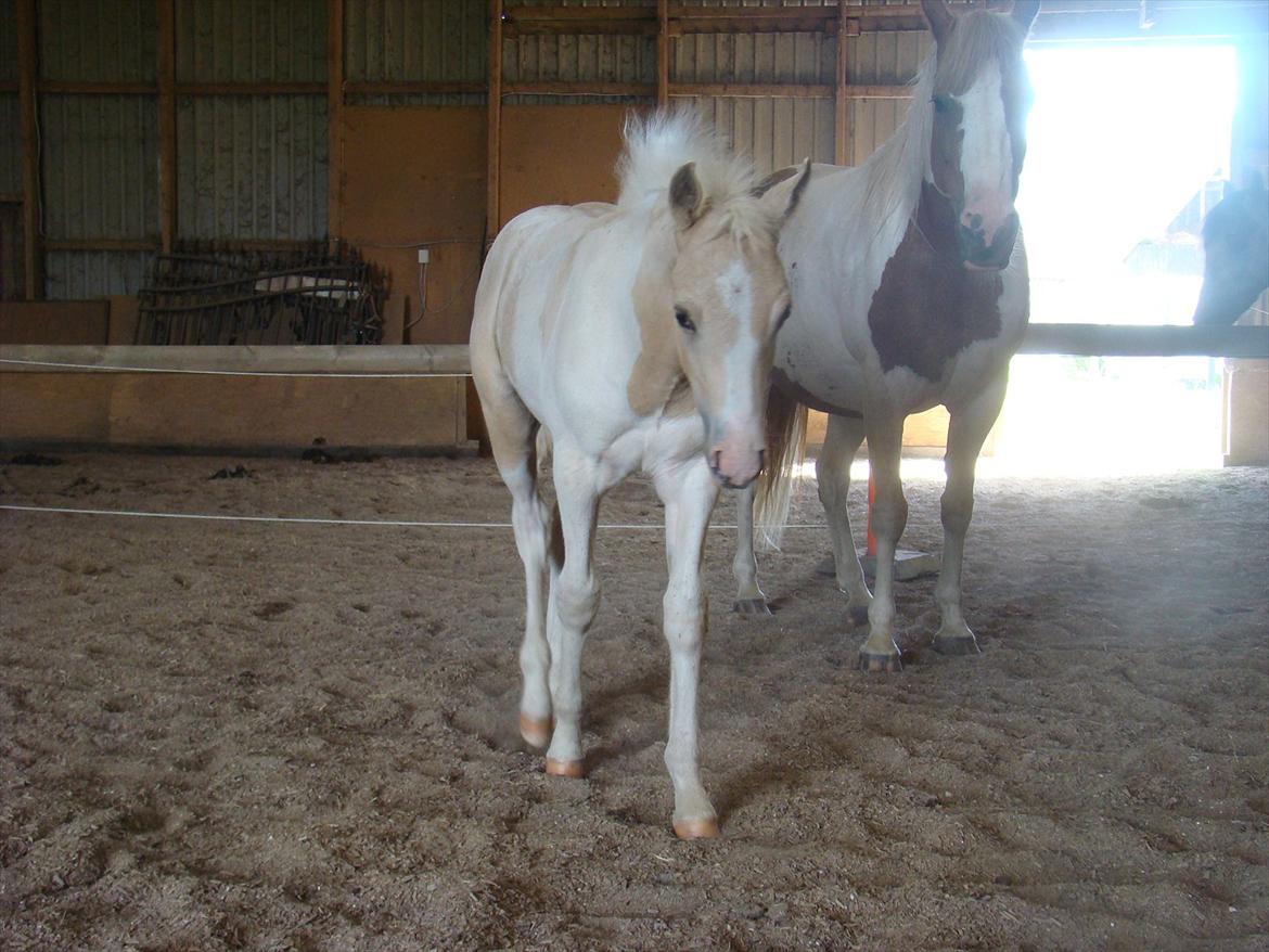 Welsh Partbred (Sec F) Brattensborg Safari surpr billede 10