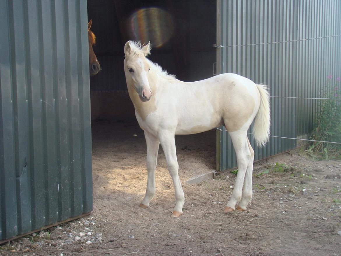 Welsh Partbred (Sec F) Brattensborg Safari surpr billede 11