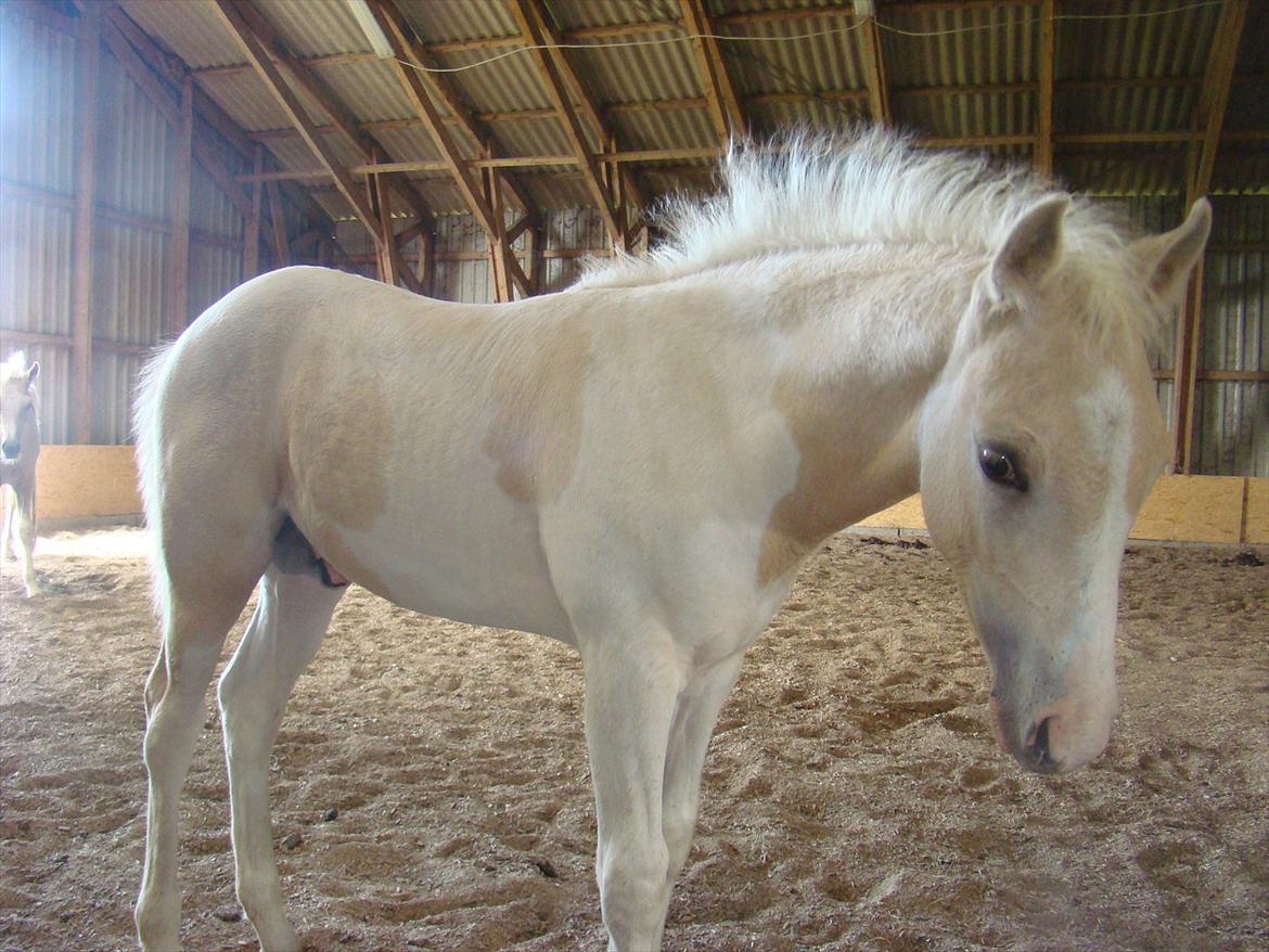 Welsh Partbred (Sec F) Brattensborg Safari surpr billede 12