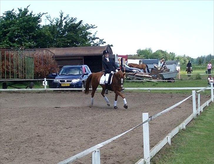 Tysk Sportspony Dimentjiva B-pony - 9. billede 10