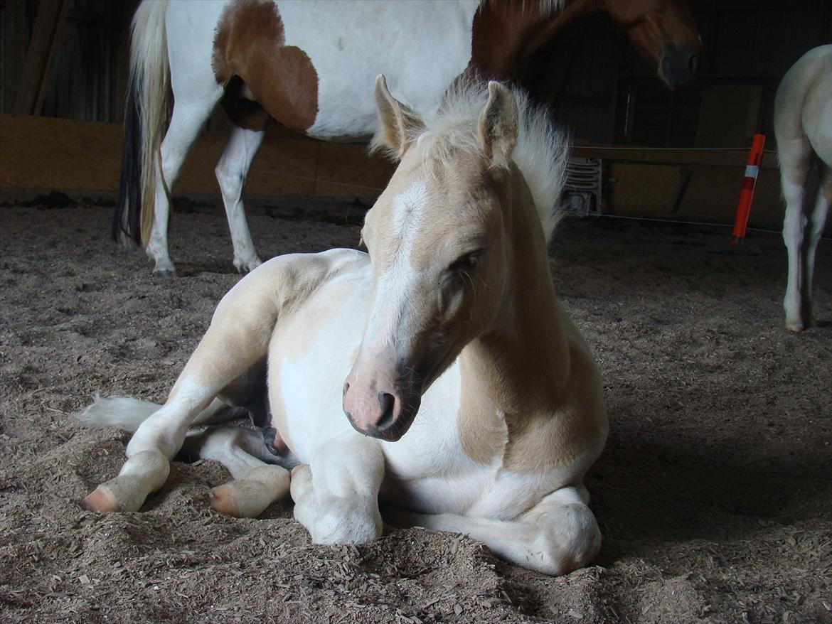 Welsh Partbred (Sec F) Brattensborg Safari surpr billede 13