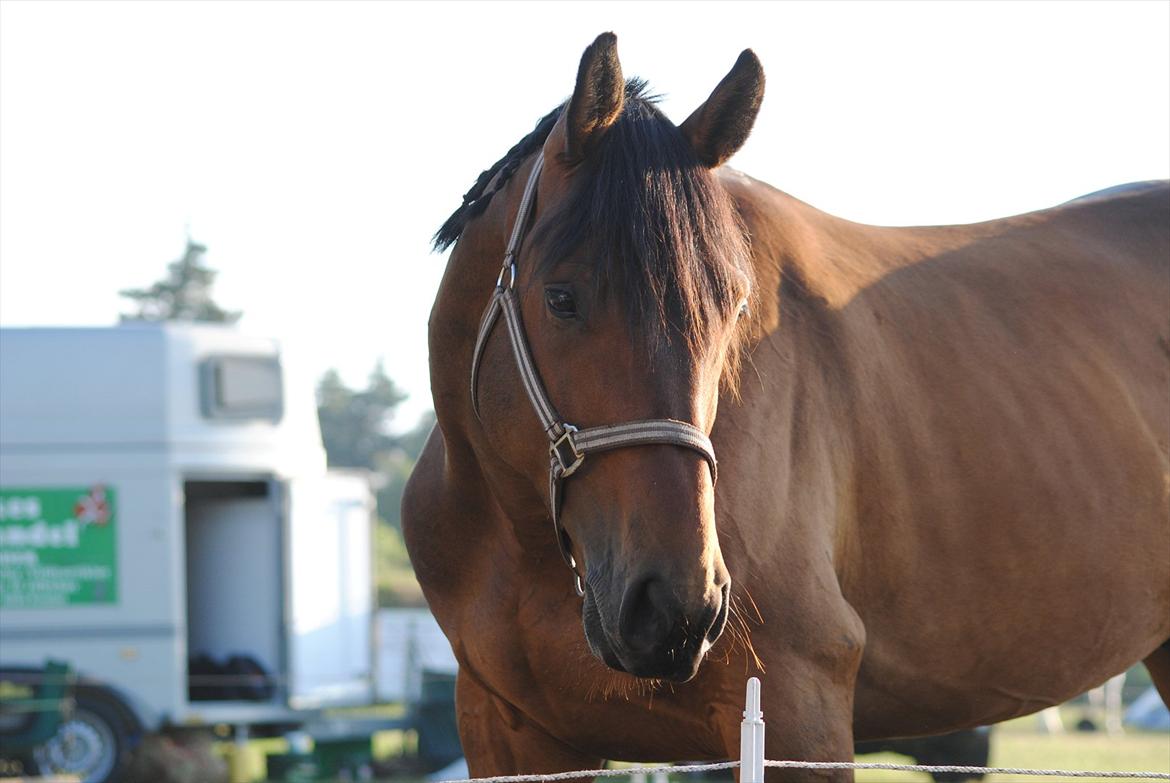 Dansk Varmblod Facit - Rom juli 2010. Foto: Svend Erik - tak.  billede 10