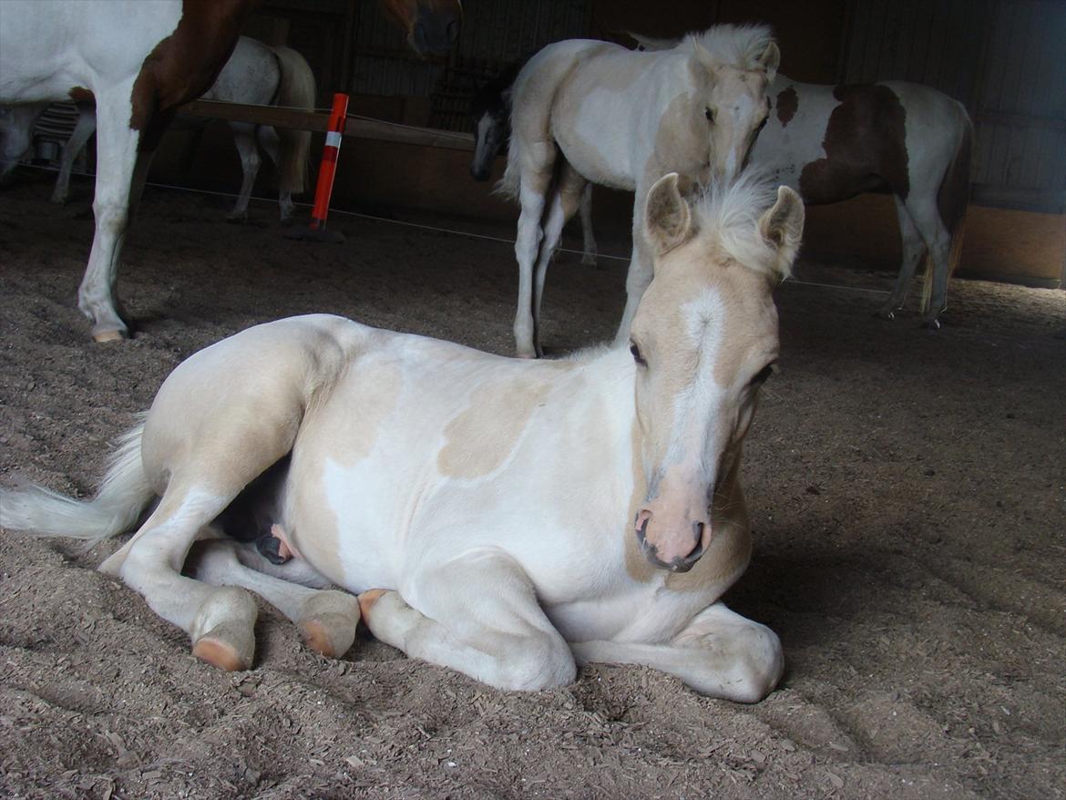 Welsh Partbred (Sec F) Brattensborg Safari surpr billede 14