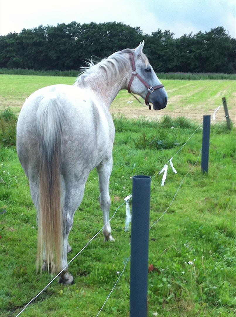 Anden særlig race Prins - Prins på en regnvejrsdag :-)  billede 16